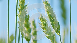 Ripe stakes agrobusiness field. Golden wheat field in sunset sun at summer time. Wheat ears in sun. Low angle view.