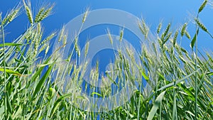 Ripe stakes agrobusiness field. Low anlgle view. Golden wheat field in sunset sun at summer time. Beautiful blue sky