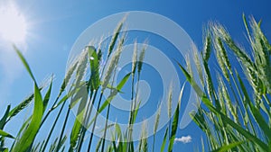 Ripe stakes agrobusiness field. Low anlgle view. Wheat field in sunset sun at summer time. Beautiful blue sky. Wheat