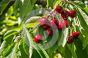 Ripe stella cherries hanging on cherry tree branch in cherry orchard