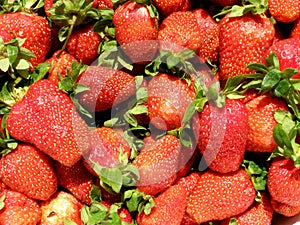 Ripe strawberries