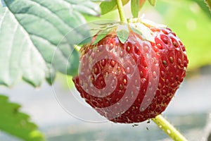 Ripe strawberries