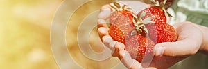 Ripe strawberries in a child`s girl hands on organic strawberry farm, people picking strawberries in summer season, harvest berri