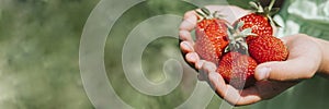 Ripe strawberries in a child`s girl hands on organic strawberry farm, people picking strawberries in summer season, harvest berri