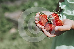 Ripe strawberries in a child`s girl hands on organic strawberry farm, people picking strawberries in summer season, harvest berri