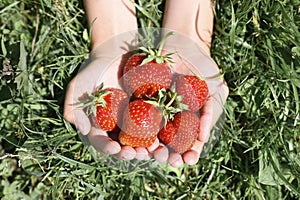 Ripe strawberries in a child`s hands on grass background on organic strawberry farm, people picking strawberries in summer season