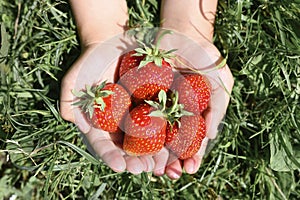 Ripe strawberries in a child`s hands on grass background on organic strawberry farm, people picking strawberries in summer season