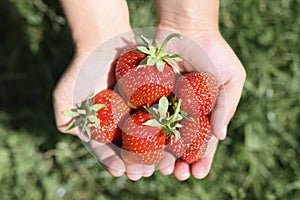 Ripe strawberries in a child`s hands on grass background on organic strawberry farm, people picking strawberries in summer season