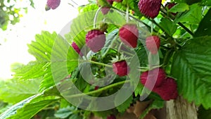 Ripe strawberries close-up. A womans hand picks strawberries from a bush. A strawberry bush grows in a garden bed