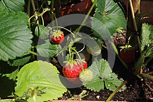 Ripe strawberries.Cultivation of strawberries in pots.