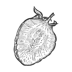 Ripe Strawberries cut in half. Sketch of half a strawberry with a twig and leaves. The sweet, juicy berry is hand drawn and