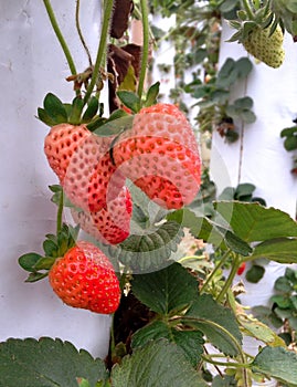 Ripe strawberries in garden