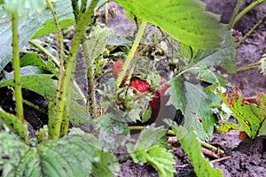 Ripe strawberries on the garden