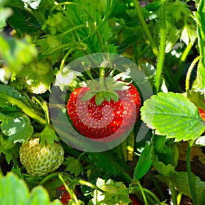Ripe strawberries in the garden