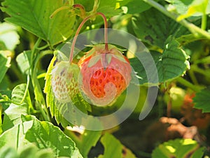 Ripe strawberries. Gardening. Two berries, one red, the other wh