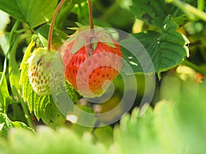 Ripe strawberries. Gardening. Two berries, one red, the other wh