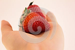 Ripe Strawberries in Hand