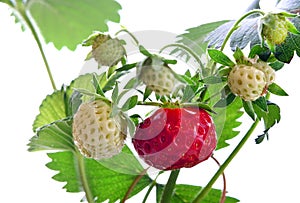 Ripe strawberries, leaves and green berries