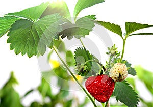 Ripe strawberries, leaves and green berries