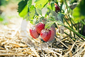 Ripe strawberries on straw in the field. Organic berry, grown without application of chemistry