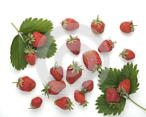 Ripe strawberries on strawberry leaves