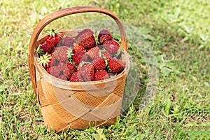 Ripe strawberries to the basket in the garden