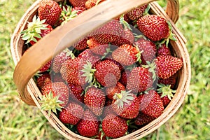 Ripe strawberries to the basket in the garden