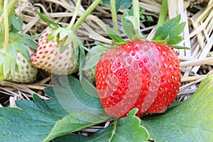 Ripe strawberry