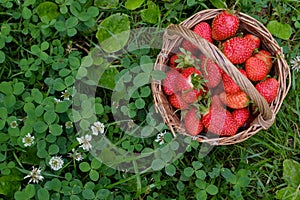 Ripe strawberry in basket on backfround of green grass.