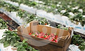 Ripe strawberry in box in hothouse