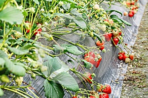 Ripe strawberry fruit grows in the plantation