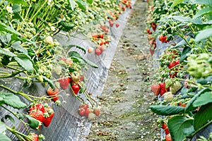 Ripe strawberry fruit grows in the plantation