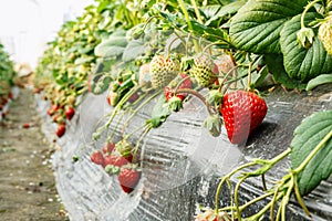 Ripe strawberry fruit grows in the plantation