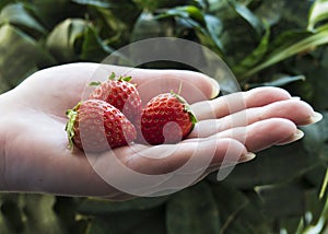 Ripe strawberry fruit in the palm of the hands of a white woman