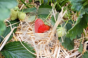 Ripe Strawberry