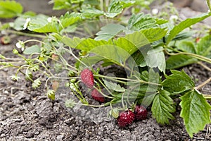 Ripe strawberry in the garden
