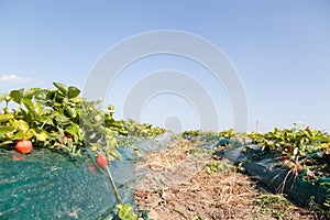 Ripe strawberry