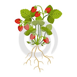 Ripe Strawberry Isolated on White Background. Fragrant, Red, Juicy Berries Grow On Sprawling Green Runners