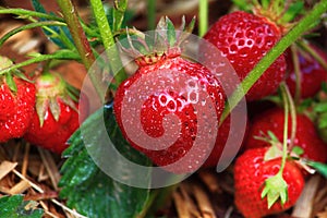 Ripe Strawberry Plant