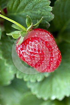 Ripe strawberry plant