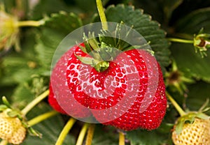 Ripe strawberry plant