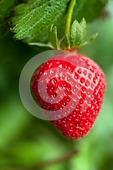 Ripe strawberry plant