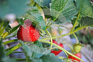 Ripe strawberry on a plant