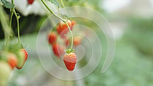 Ripe Strawberry Plant. Ripe red berries, blurred background