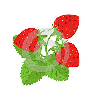 Ripe bright red vector strawberry plant