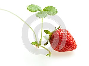 Ripe strawberry and sprout