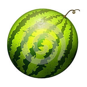 Ripe striped watermelon realistic juicy vector illustration natural green isolated ripe melon.