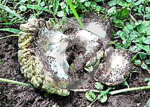 Ripe Sugar Apple and Fell to the Ground, Black Ants are Eating Ripe Sugar Apple