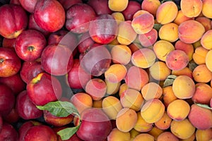 Ripe sugar sweet nectarines; peaches and apricots at a crate on stand at the marketplace