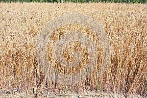 Ripe summer end golden oat field